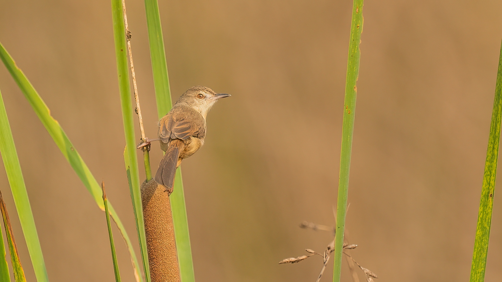 Plain Prinia